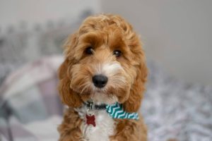 Red and white cockapoo puppy
