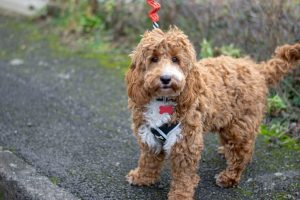 Red and white fluffy cockapoo standing up