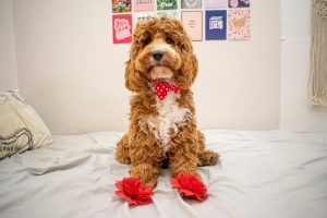 Red and white cockapoo sat on bed with red roses at paws and red bow tie on