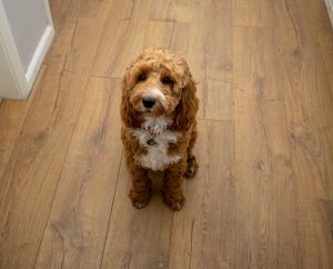 Red and white cockapoo puppy sat on oak flooring
